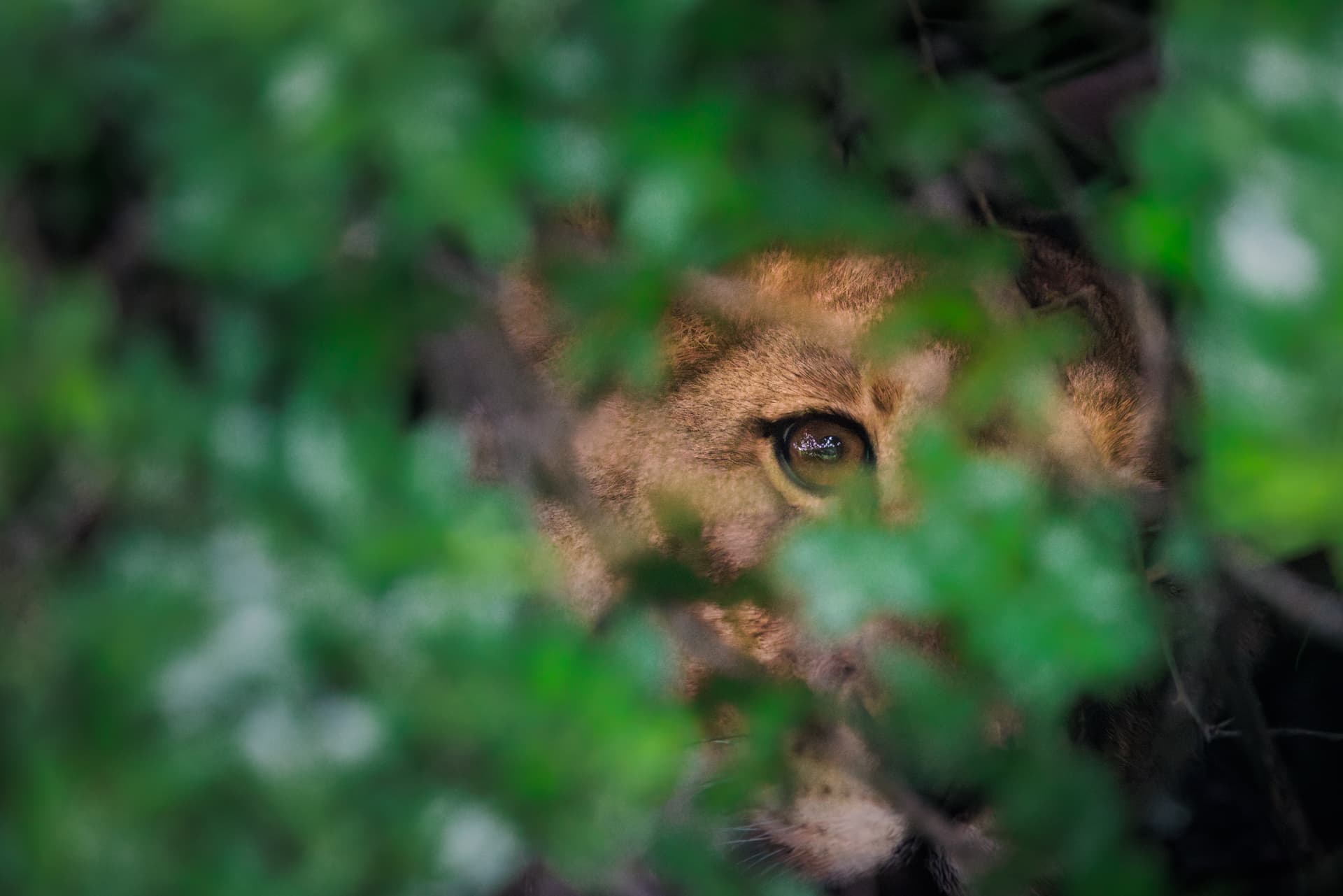 Nature lors d'un voyage photographique — Samuel Bouchoms