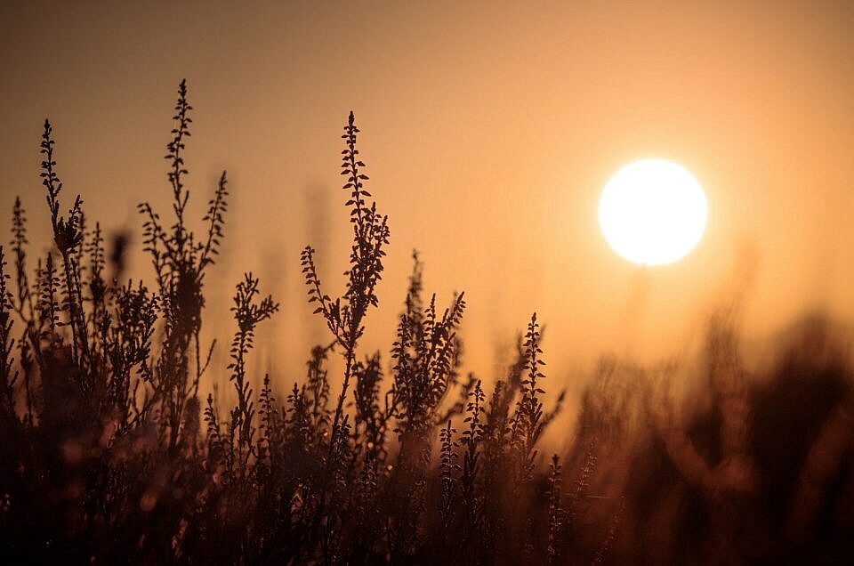 Exposition : Wild Belgium